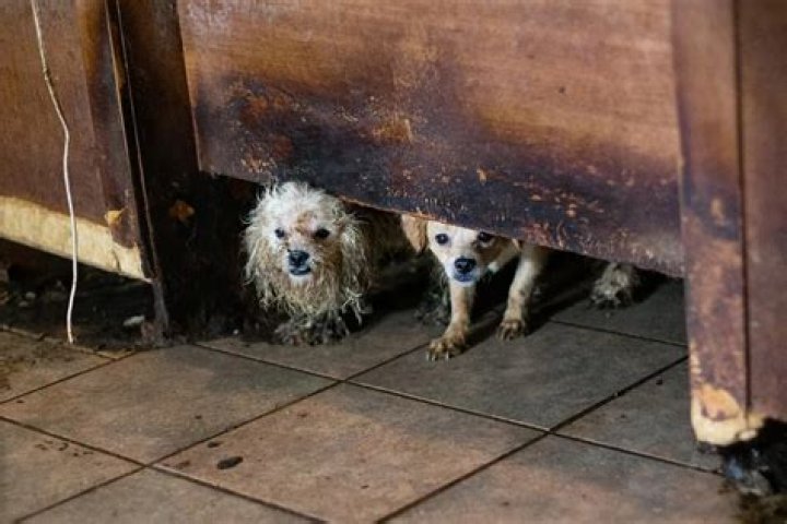 
50 Starving, Urine-Soaked Dogs — Including Newborn Puppy — Rescued from Home in Houston 