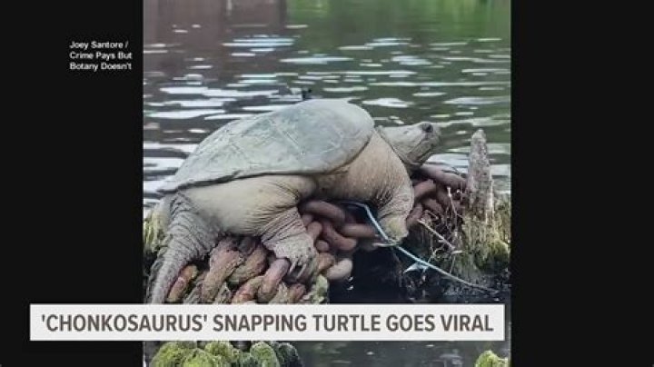 
Who is Chonkosaurus? Why is the Chicago River snapping turtle going viral? 